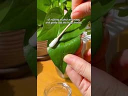 The easiest way to deal with mealy bugs on your houseplant #plants #mealybugs #plantcare