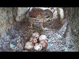 Kestrel Lays Unusually Pale Eggs | Jenny | Robert E Fuller