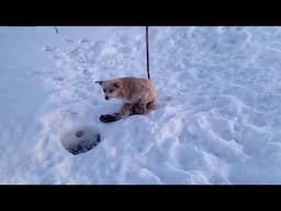 -30°C outside in the snow, abandoned, terrified he curled up on the ground    just waiting for help!