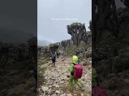 #kilimanjaro #plants 🌳
