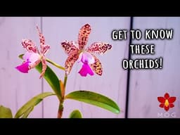 Orchid Blooms and Care Tips!