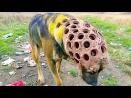 One in a Billion Animals Moments, Caught On Camera !