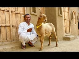 Full Bakra Shahi Korma Recipe | Shahi Mutton Korma |  Class Fellows | Doston Ki Dawat | Mubashir