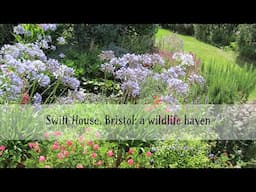 Swift House, Bristol: a haven for wildlife