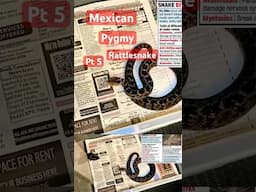 Rare, Venomous, and Almost Unknown: The Mexican Pygmy Rattlesnake Pt 5 #venomouscreatures