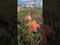 Pouquinho do nosso jardim