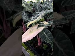 Alocasia nairobi nights variegated inside Aroid Greenhouses Farm