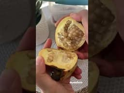 Katanya ini ciri buah delima yg siap panen #fruit #buahbuahansegar  #pinegrane #buahdelima