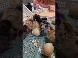 Hatching Olive Eggers | Nichols County