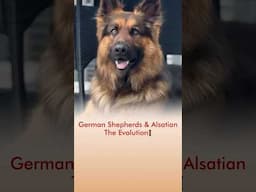 German Shepherds 🦮 & Alsatian - The Evolution❗️