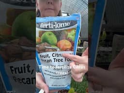How to fertilize Citrus trees! #citrus #growyourownfood #garden #gardening