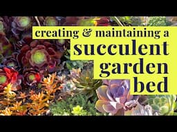 How I Made a Succulent Garden for Free!