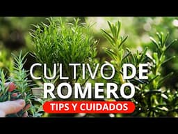 Cómo reproducir y cultivar ROMERO en casa//guía completa🌿👌