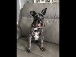 Magnum Turns 8 | Life With Schnauzers