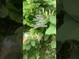 #permaculture #foodforest #wildfruit #mulberries #honeysuckle