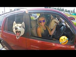 Funniest Drama Queen Moments | Get a Husky, They Said… Huskies are the Queens of All Drama😂