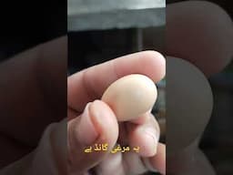 سبحان اللہ ماشااللہ حمد اللہ امین یا اللہ یا محمد یا رسول اللہ یا حبیب اللہ ماشااللہ