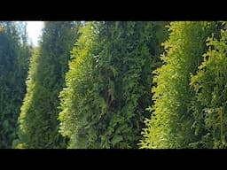 Emerald Green Arborvitae Grow Guide 🌲🌲🌲
