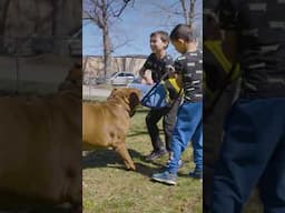 Dog Dynasty has lost a legend 💔 #shorts #dogdynasty #riphulk #hulk #pitbull #dogtraining #dogshorts