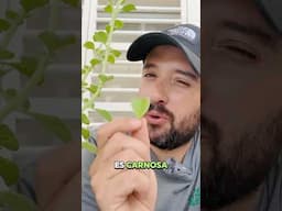 La planta Medicinal Vaporub 🌿 #plantas #agro #natural #garden #gardening #shortvideo #shorts #short