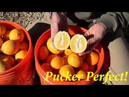 The PERFECT Lemon Variety for AZ | Skinny Lemon Martini