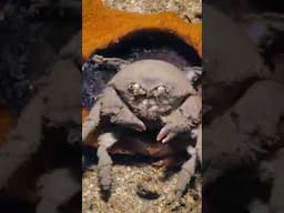 The famous sponge crab #documentary #earth #ocean
