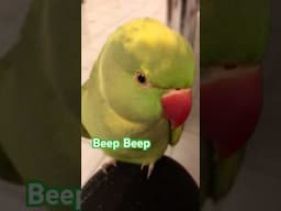 Can I get a “BEEPBEEP” #birds #talkingparot #shorts #pets