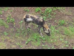 Zoo welfare: African hunting dog behavioural responses and vocalisation to a new enclosure