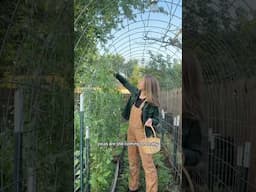 Mini June Garden Tour!  #growyourownfood #backyardhomestead #homegrown #harvest #zone7gardening
