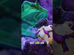 HUNGRY ANGLER #brstv