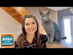 Russisch Blau | Information für Kinder | Anna und die Haustiere