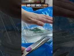 How I Breed $1000 Lizards