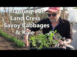 Growing Savoy Cabbage, Land Cress & Kale