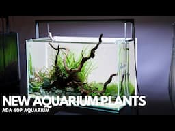 New Plants for the ADA 60P Aquarium