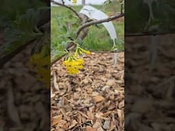 Current on Currants.    difference in flowers. #farmlifebestlife #garden #fruitplant #gardening
