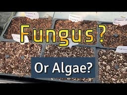 Up Potting Tomato Seedlings Fungus Algae and Damping