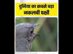 दुनिया का सबसे बड़ा नकलची पक्षी | Lyrebird #shorts
