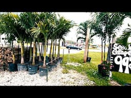 Best Palm Tree Nursery and Plant Haul