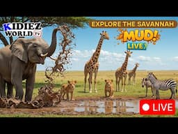 Explore the Savannah in Mud! African Wild Animals Live for Kids