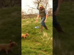 Little & Often When Puppy Training