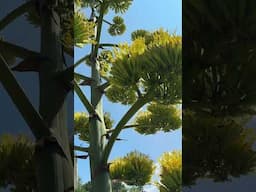 Let's take a closer look at Agave x protifolia 'Brontosaurus' in bloom