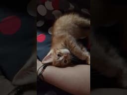 cute ❤ #love #cutecat #catlovers #catlife #kitten #kitty #pets #animals