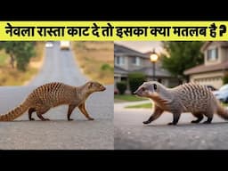 बिल्ली ही नहीं इस जीव के भी रास्ता काटने से मिलते हैं शुभ अशुभ संकेत! नेवला || Mongoose