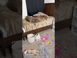 ASMR Post - Easter Dog Bedroom Cleaning 🫧🧹