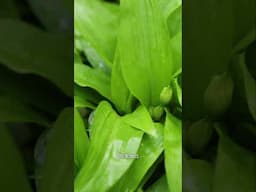 Discover the Versatile Edibility of Wild Garlic | Country Living UK