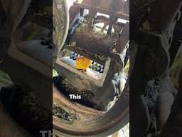 Machine Cutting The Colourful Chicks 😱#chicks #pets #viralshort #shorts #youtubeshorts #reels