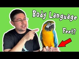 Parrot Body Language That Nobody is Talking About!