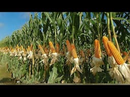 Sweetcorn Harvesting and Canned Corn Factory Production - Amazing Agriculture Farm Technology