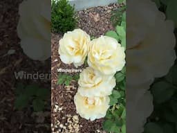 Roses!!
