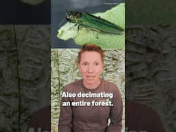 Invasive species: be on the lookout!